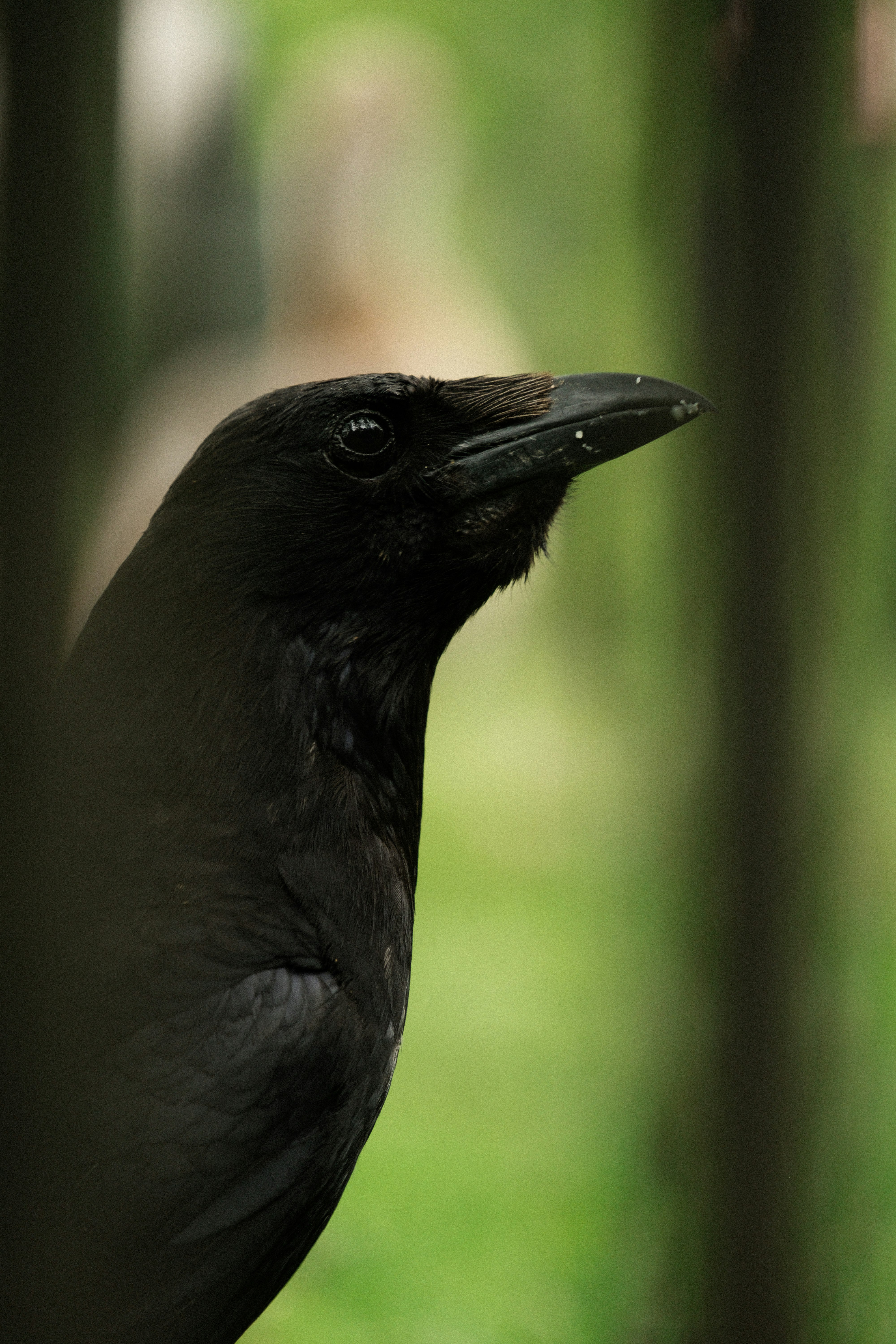 black crow in tilt shift lens